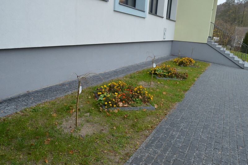 drzewa miododajne posadzone przy budynku szkoły