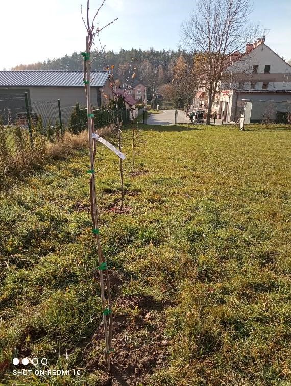 Zdjęcie przedstawia zasadzone drzewa i krzewy  