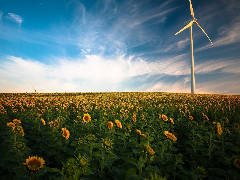 Zdjęcie przedstawia pole słonecznikowe na którym znajduje się wiatrak z elektrowni wiatrowej