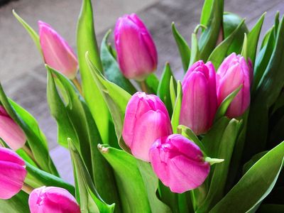 tulipany pixabay cc0 450
